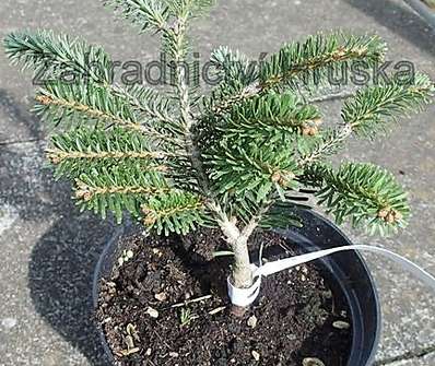 jedle - Abies alba 'Kamenná Lhota'
