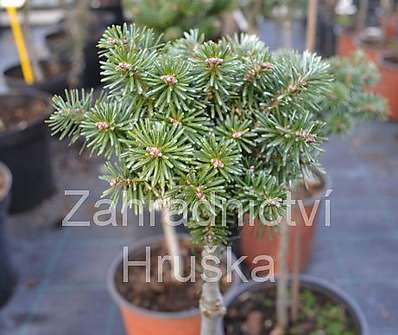 jedle - Abies koreana 'Blaue Eskimo'. KM