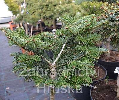 jedle - Abies balsamea 'Barabits Spreader'