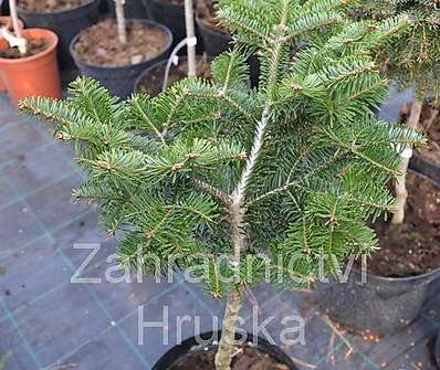 jedle - Abies balsamea 'Barabits Spreader'