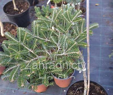 jedle - Abies koreana 'Picolo' KM
