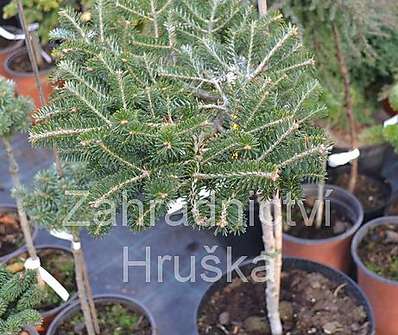 jedle - Abies koreana 'Picolo' KM