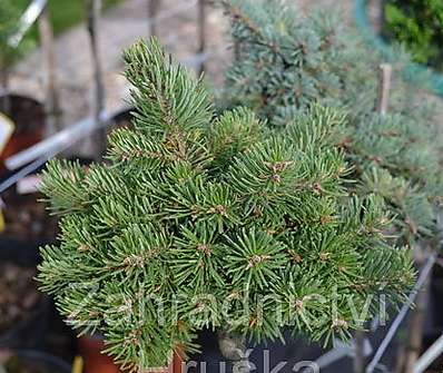 douglaska - Pseudotsuga menziensii 'Garibaldii' KM