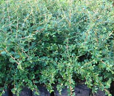 skalník - Cotoneaster dammeri 'Skogholm'