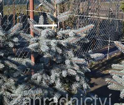 smrk - Picea pungens 'Edith'.