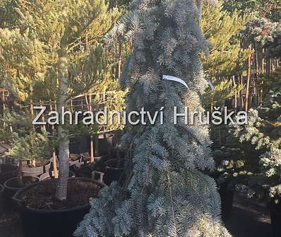 smrk - Picea pungens 'Prostrata'.