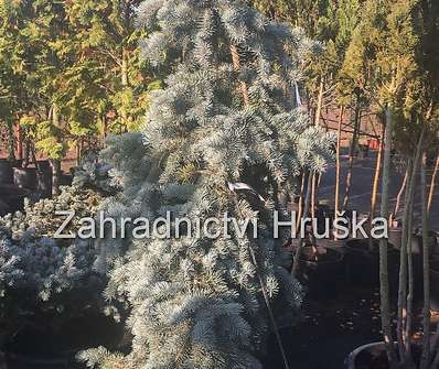 smrk - Picea pungens 'Prostrata'.