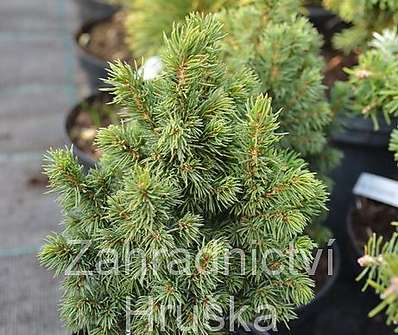 smrk - Picea abies 'Andree'