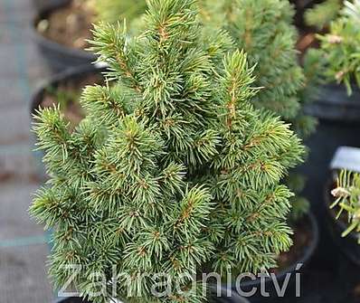 smrk - Picea abies 'Andree'
