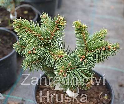 smrk - Picea abies 'Kerschbaumayer'