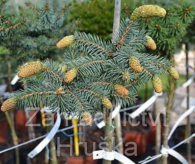 smrk - Picea pungens 'Herman Naue' KM