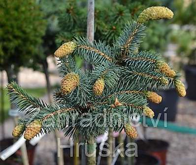 smrk - Picea pungens 'Herman Naue' KM