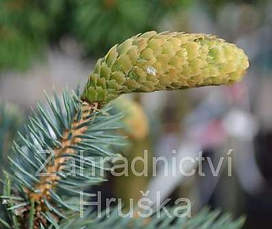 smrk - Picea pungens 'Herman Naue' KM