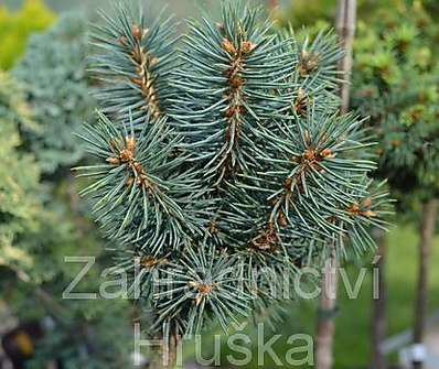smrk - Picea pungens 'Zdíkov' KM