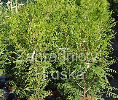 zerav - Thuja plicata 'Martin'