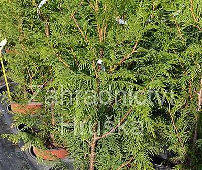 zerav - Thuja plicata 'Martin'