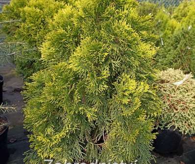 zerav - Thuja occ. 'Golden Smaragd'...