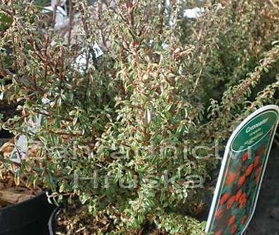 skalník - Cotoneaster microphyllus 'Thymifolius'