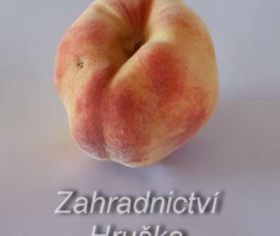 Broskvoň Fairhaven