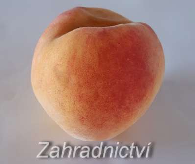Broskvoň Fairhaven