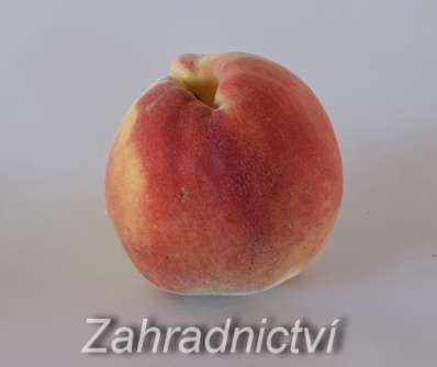 Broskvoň Fairhaven