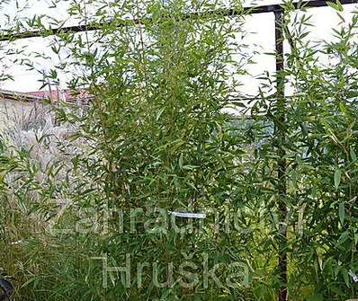 bambus - Phyllostachys  aureosulcata f. spectabilis
