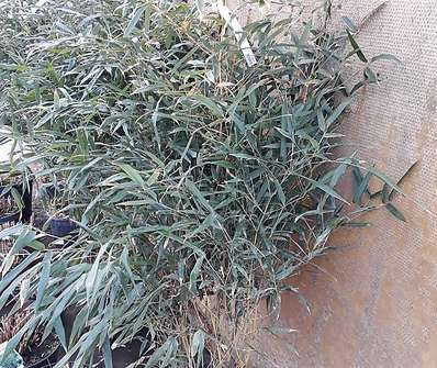 bambus - Phyllostachys  aureosulcata f. spectabilis