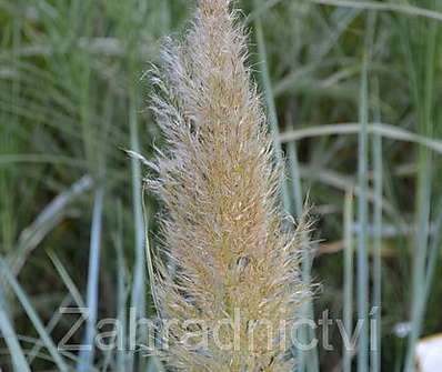 pampas - Cortaderia 'Esperanta'