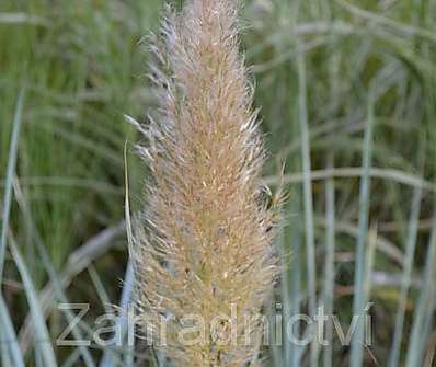 pampas - Cortaderia 'Esperanta'