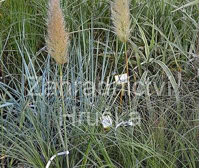 pampas - Cortaderia 'Esperanta'