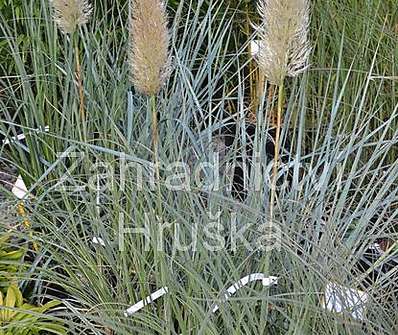 pampas - Cortaderia 'Esperanta'