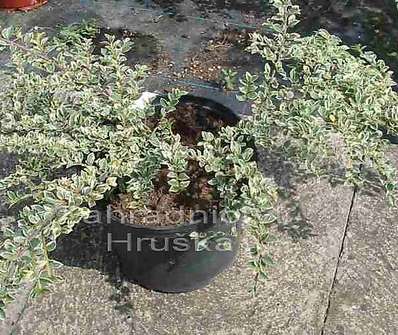 skalník - Cotoneaster horizontalis 'Variegatus'