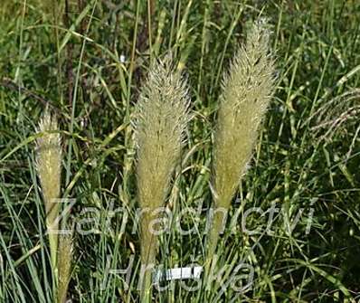 pampas - Cortaderia 'Evita'