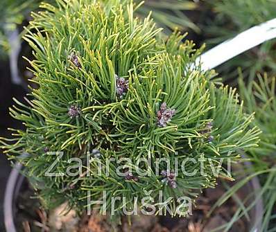 Borovice - Pinus mugo 'Picobello'KM