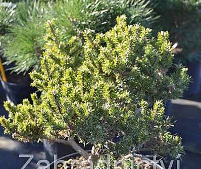 Borovice - Pinus banksiana 'Schneewerdingen'..