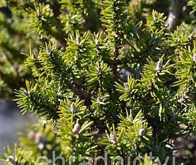 Borovice - Pinus banksiana 'Schneewerdingen'..