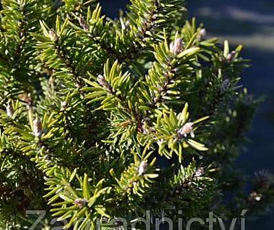 Borovice - Pinus banksiana 'Schneewerdingen'..