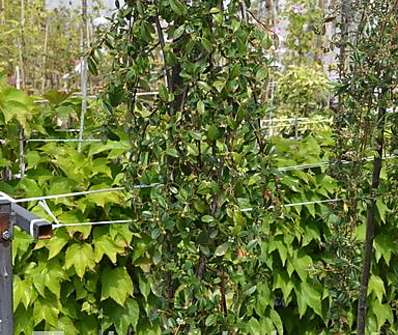 skalník - Cotoneaster salicifolius  KM