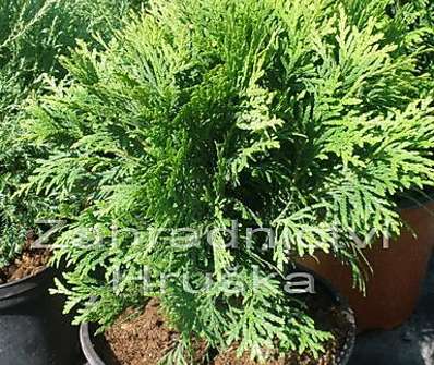 zerav - Thuja occ. 'Danica'