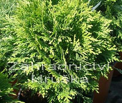 zerav - Thuja occ. 'Danica'