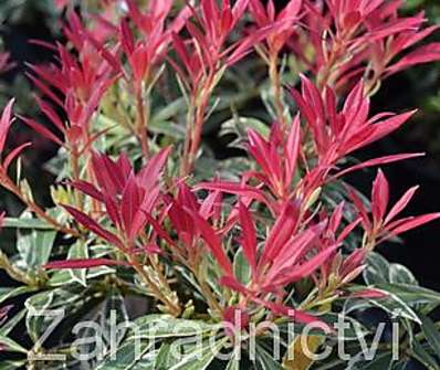 Pieris japonica 'Flaming Silver'