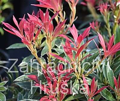 Pieris japonica 'Flaming Silver'