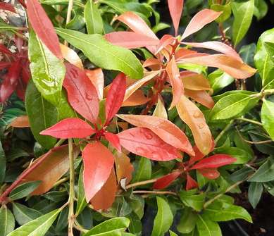 Pieris japonica 'Mountain Fire'