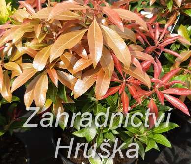 Pieris japonica 'Mountain Fire'