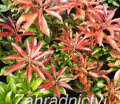 Pieris japonica 'Mountain Fire'