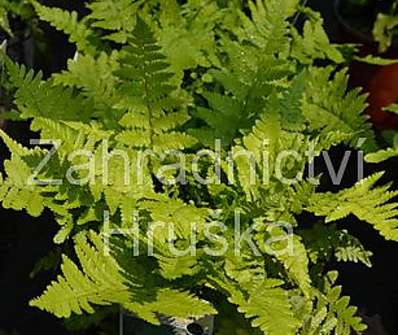 kapraď - Dryopteris filix - mas.