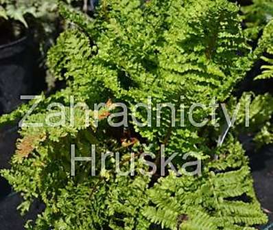 kapraď - Dryopteris filix - mas 'Crispa'.