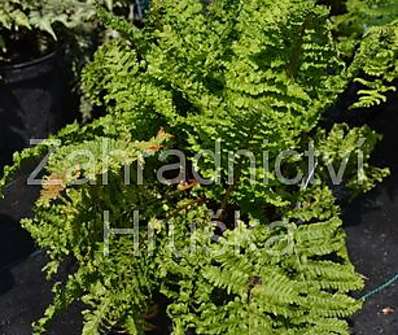 kapraď - Dryopteris filix - mas 'Crispa'.