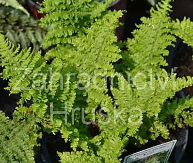 kapraď - Dryopteris filix - mas 'Crispa'.