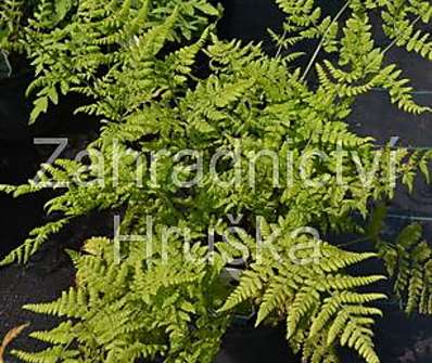 papratka - Athyrium filix- femina